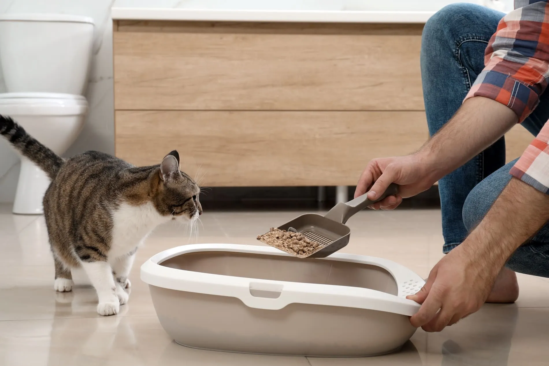 how to make homemade cat litter