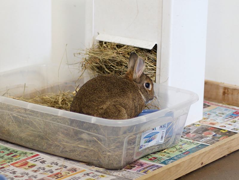 How to Train Rabbits to Use a Litter Box?