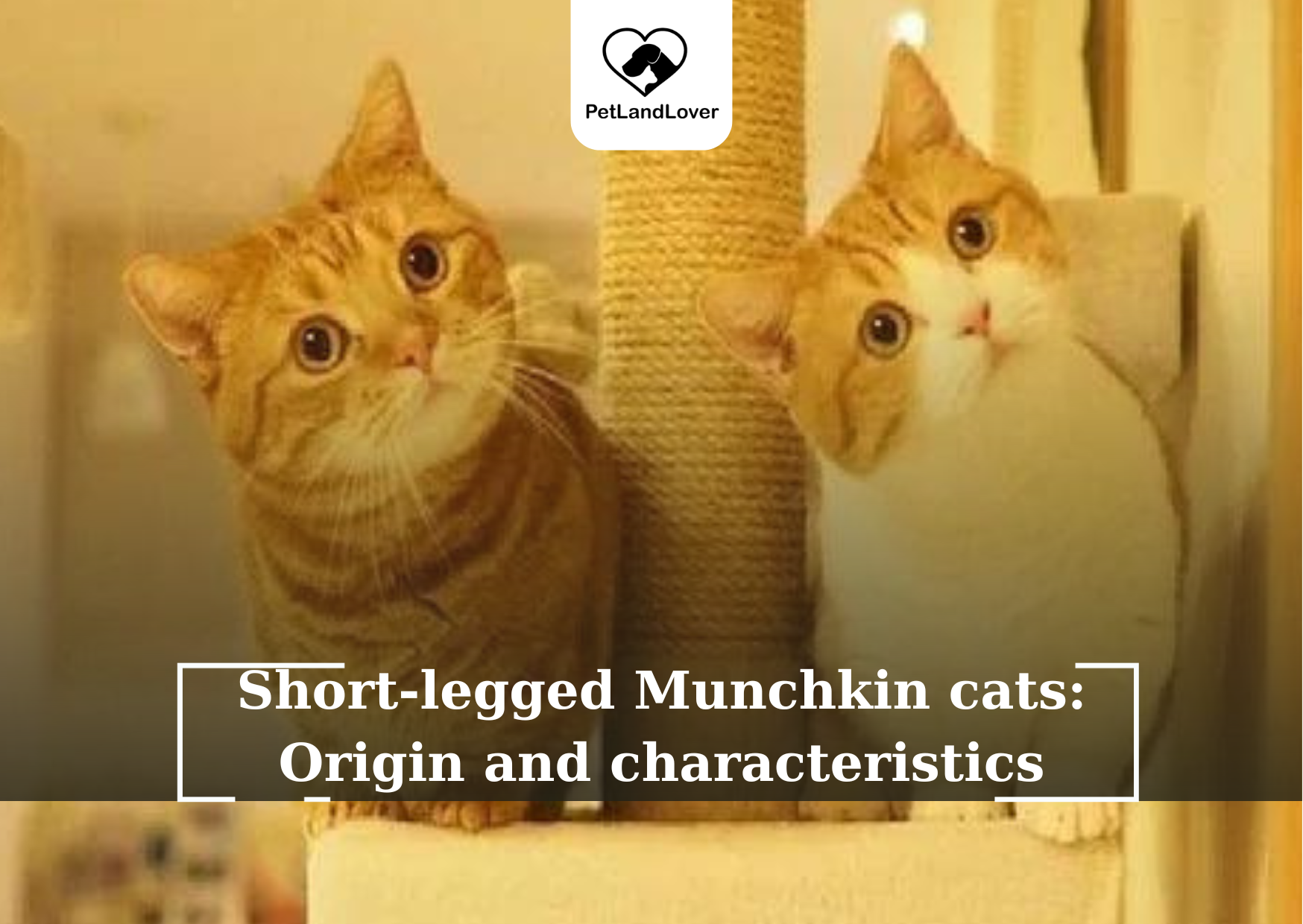 Short-legged Munchkin cats: Origin and characteristics