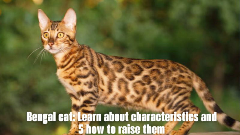 Bengal cat: Learn about characteristics and 5 how to raise them