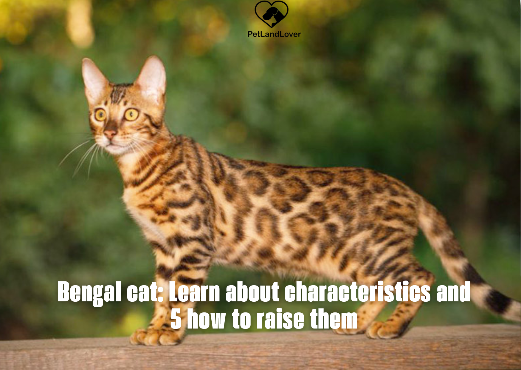 Bengal cat: Learn about characteristics and 5 how to raise them