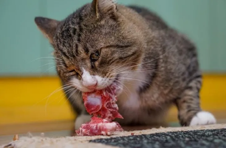 What do cats like to eat?