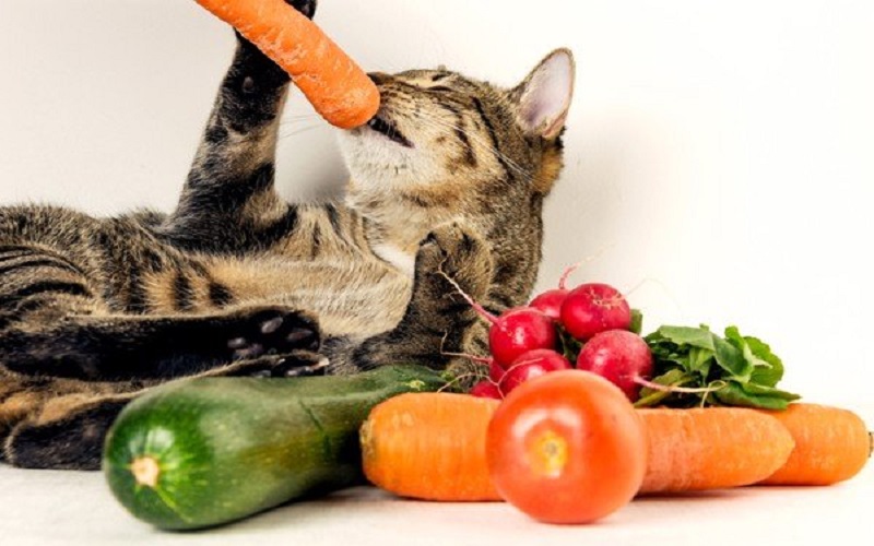 What do cats like to eat? 