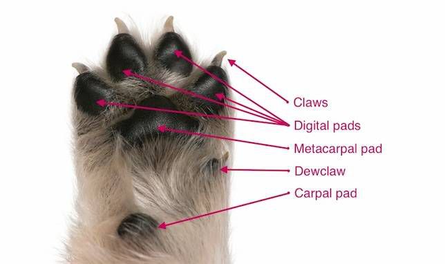 paw treatments for dogs