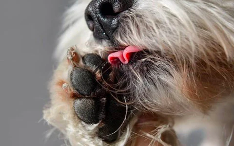 paw treatments for dogs