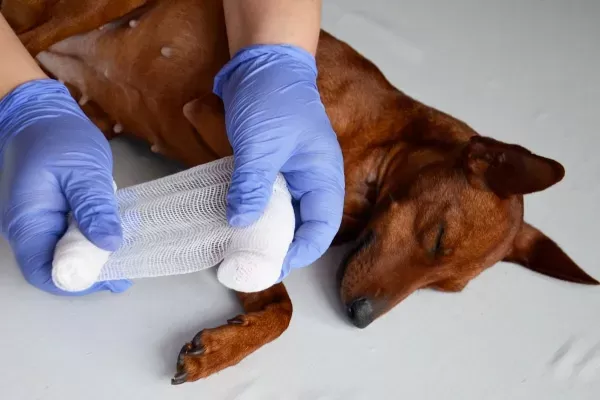 paw treatments for dogs