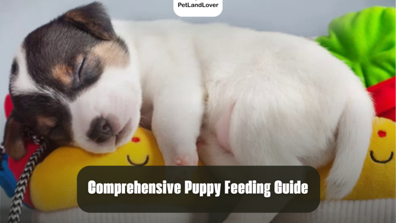 Comprehensive Puppy Feeding Guide