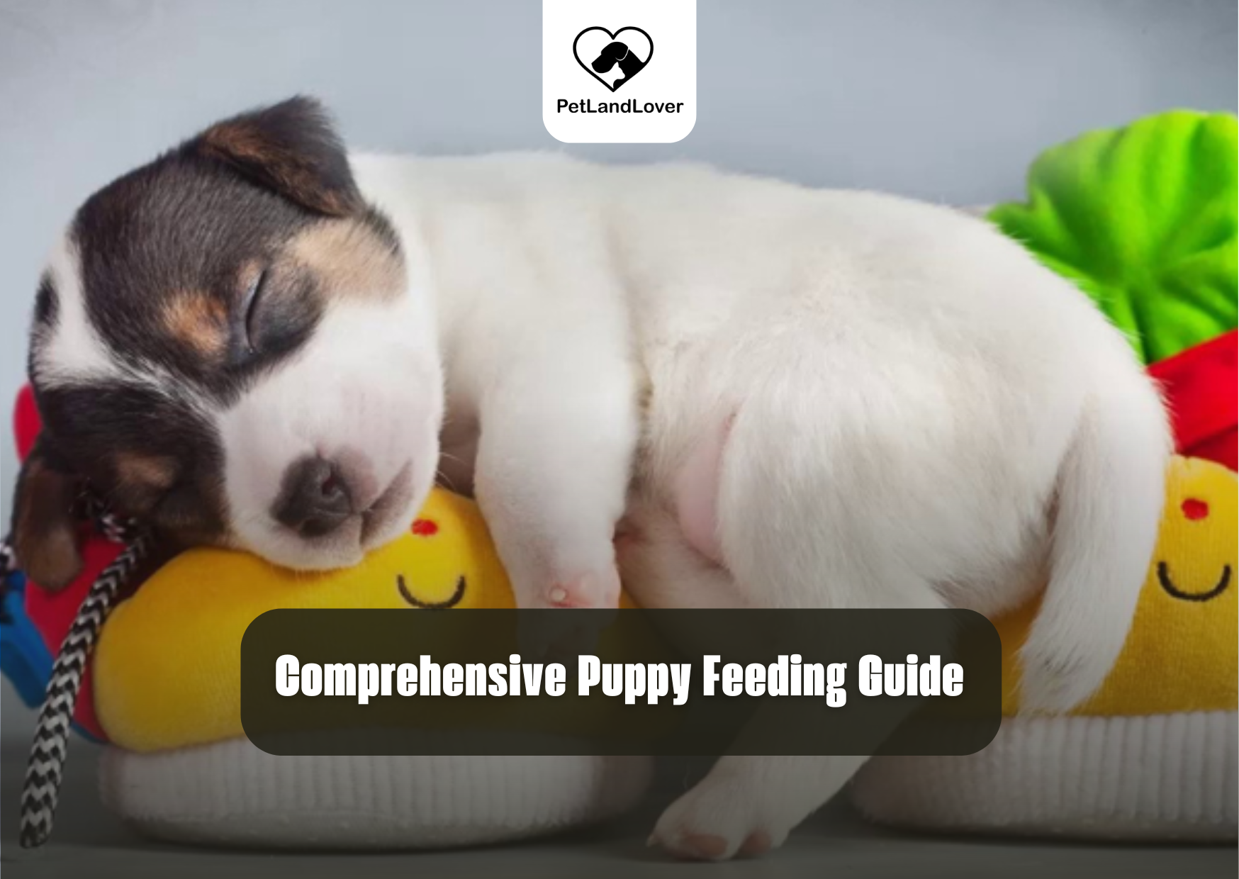 Comprehensive Puppy Feeding Guide