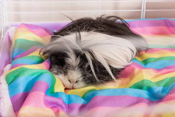 What to use for guinea pig bedding?