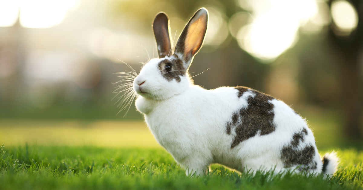 how to train a rabbit to use a litter tray