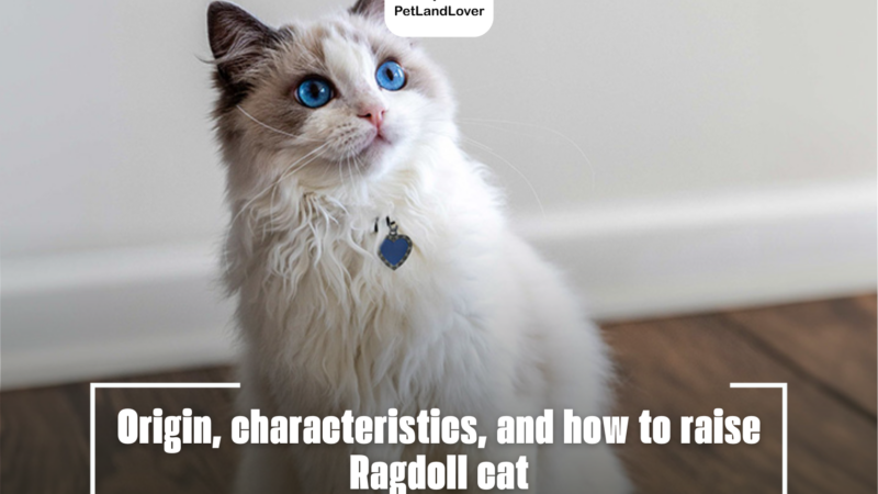 Ragdoll cat: Origin, characteristics, and how to raise