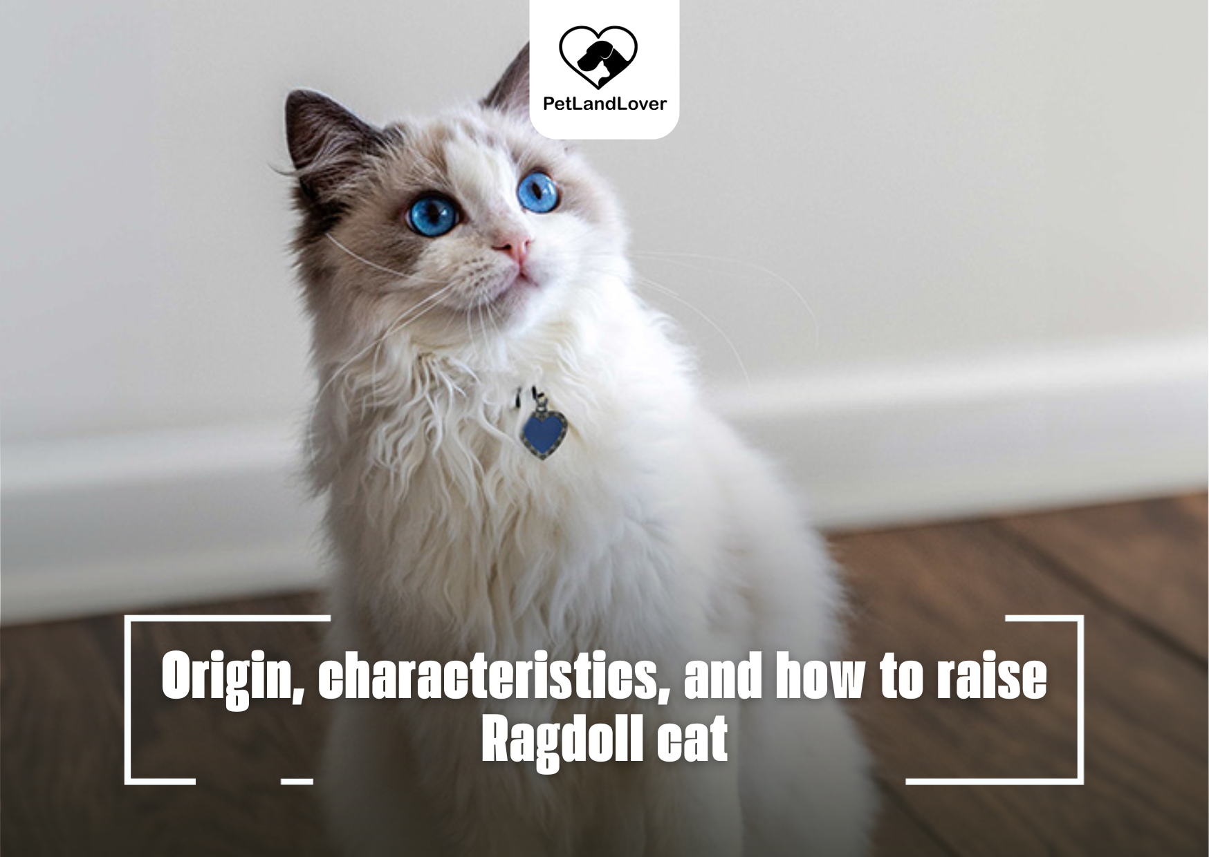 Ragdoll cat: Origin, characteristics, and how to raise