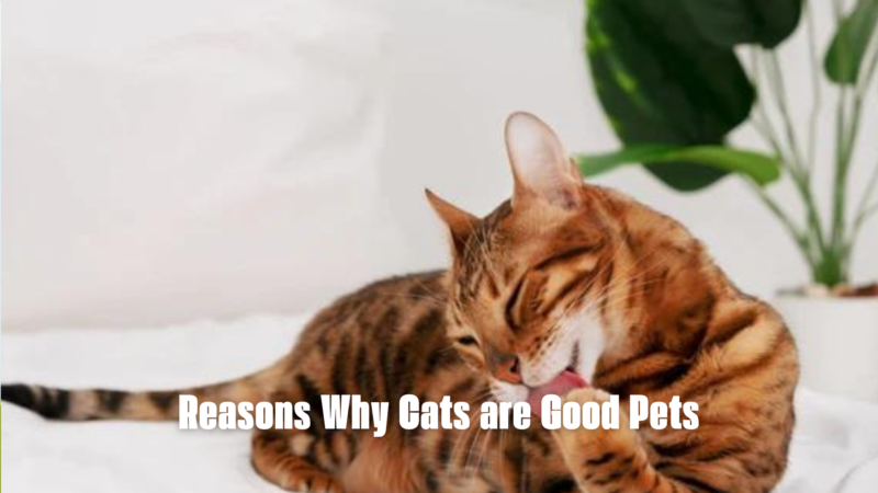 Reasons Why Cats are Good Pets