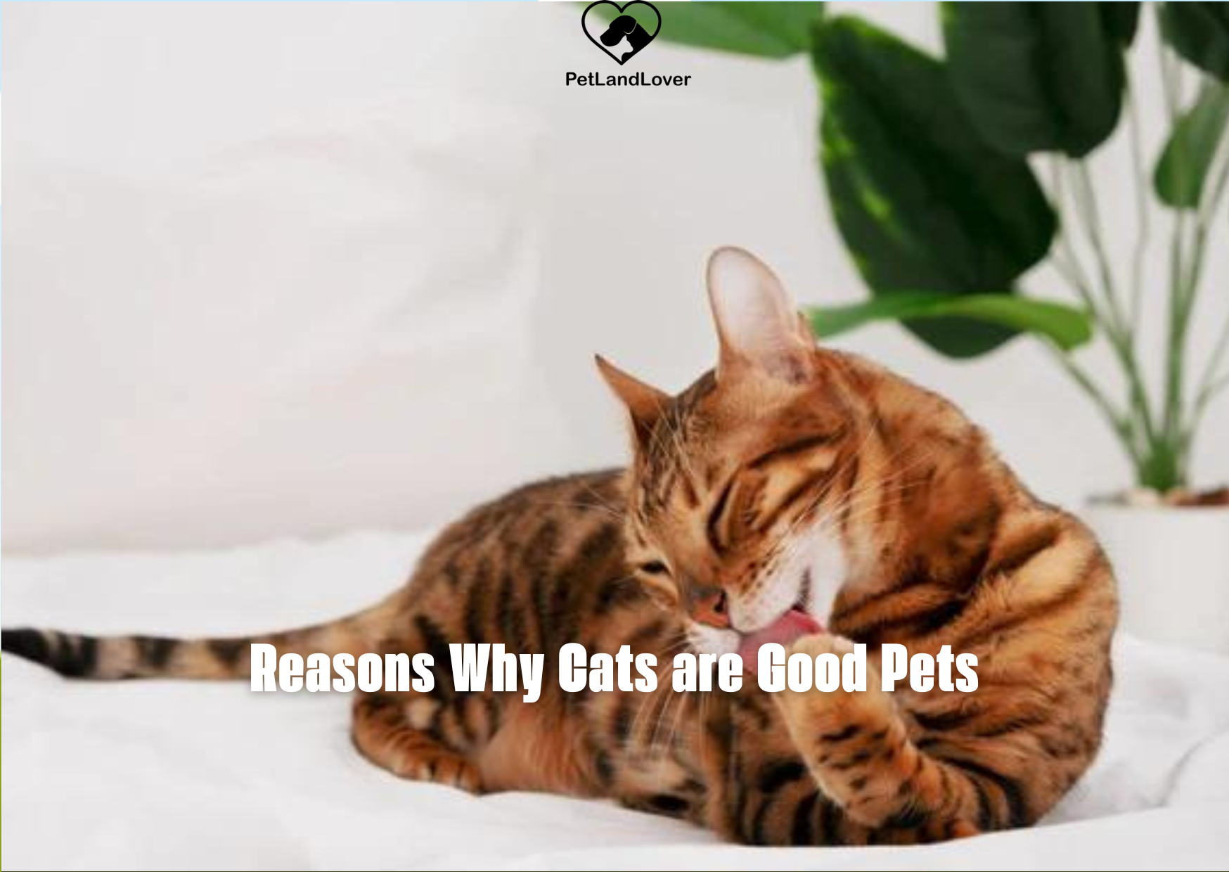 Reasons Why Cats are Good Pets