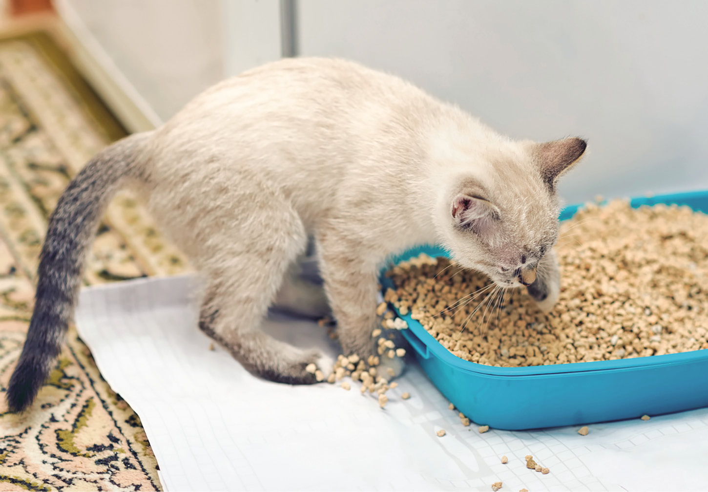 reduce cat litter tracking