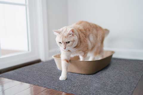 reduce cat litter tracking