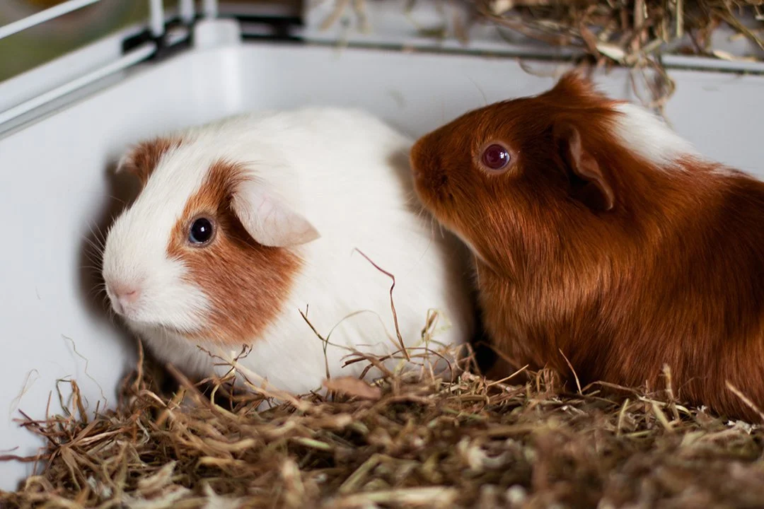 What to use for guinea pig bedding?