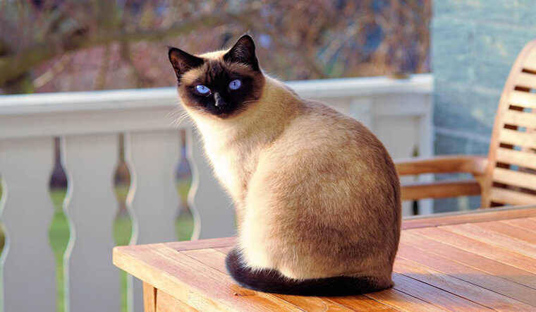 Siamese cat 