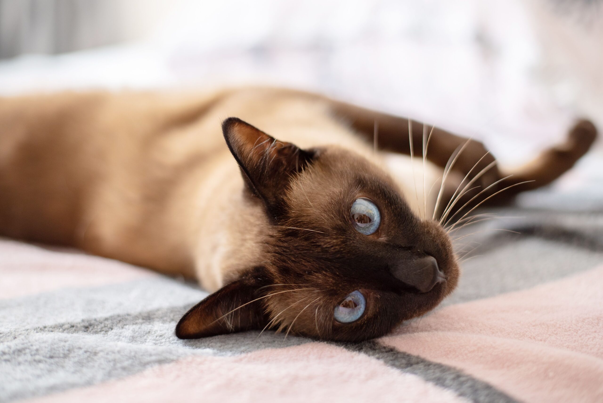 Siamese cat