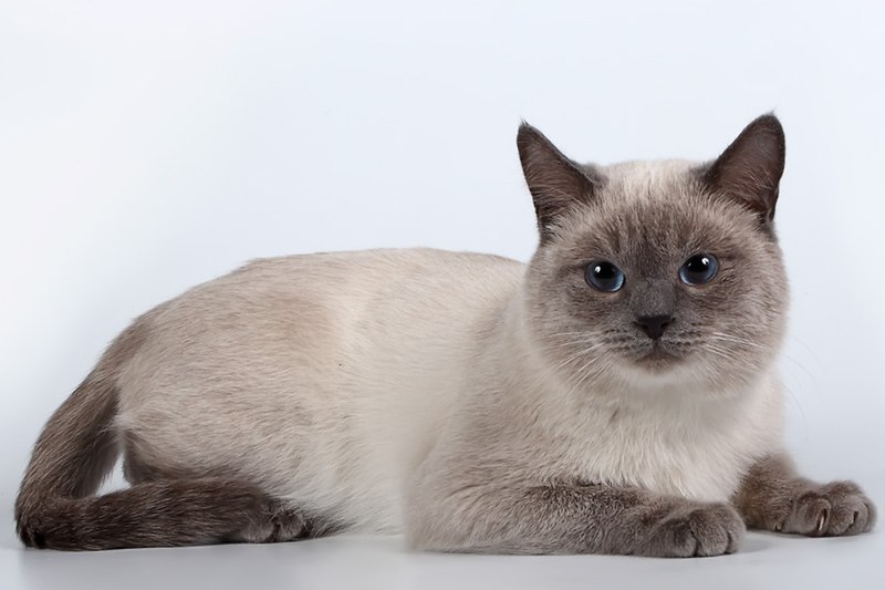 Siamese cat 