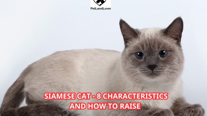 Siamese cat – 8 Characteristics and how to raise