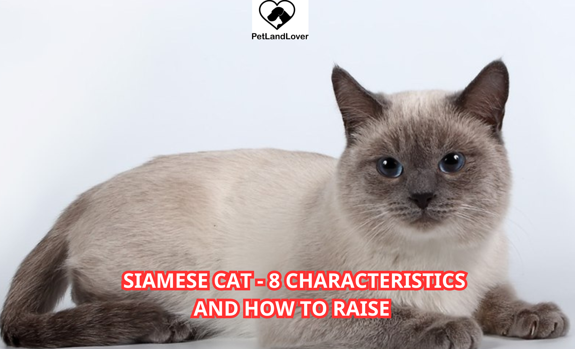 Siamese cat – 8 Characteristics and how to raise