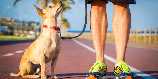 Train your dog to sit still