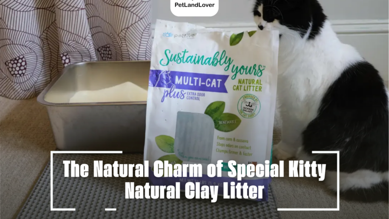 The Natural Charm of Special Kitty Natural Clay Litter