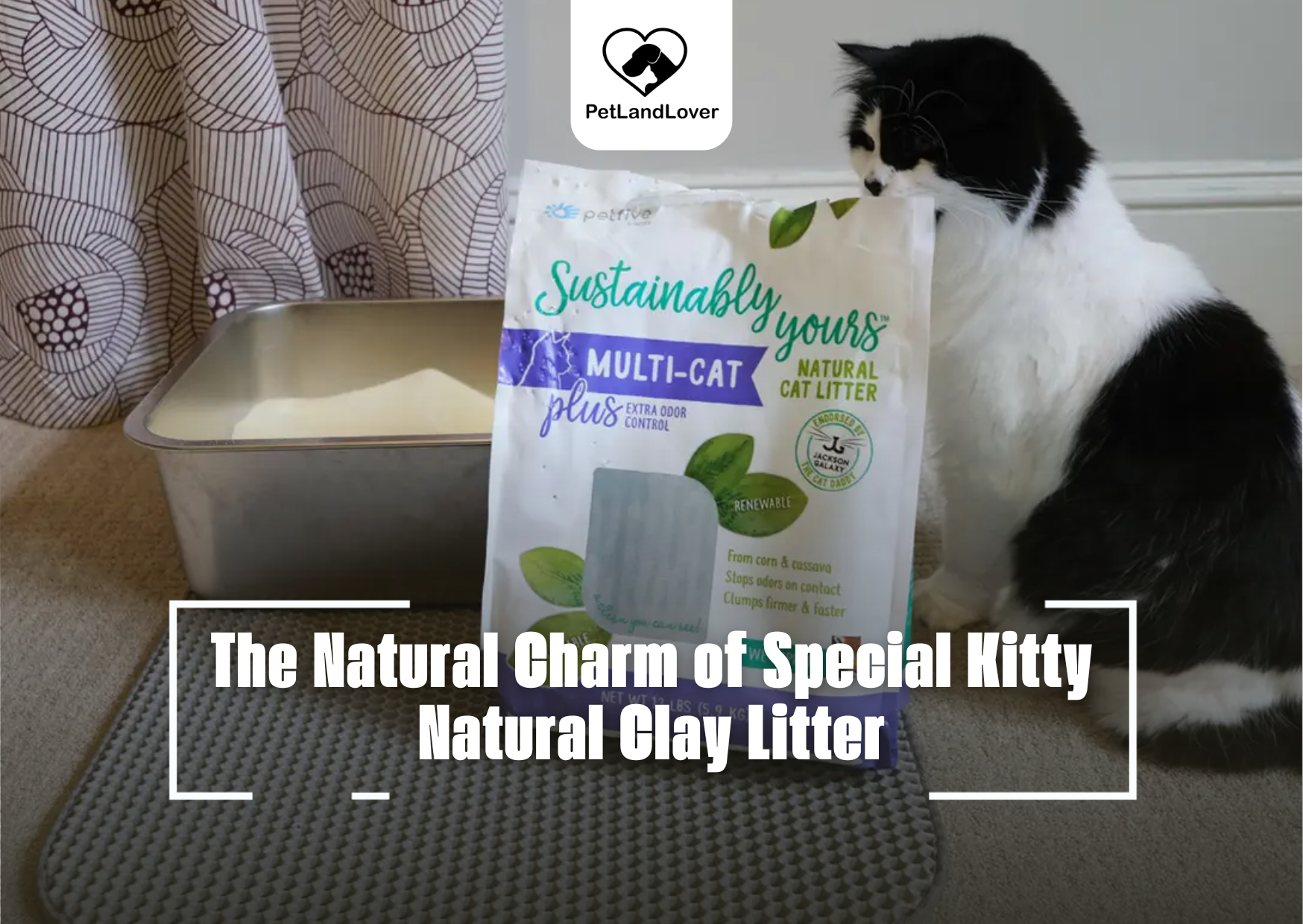 The Natural Charm of Special Kitty Natural Clay Litter