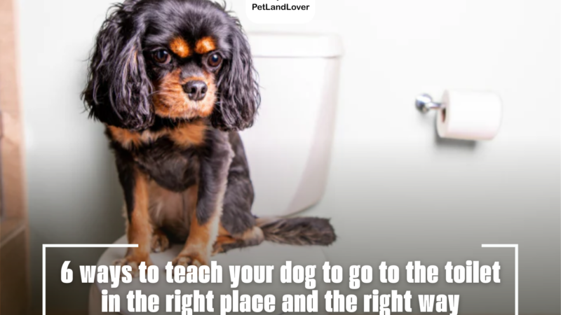 6 ways to teach your dog to go to the toilet in the right place and the right way