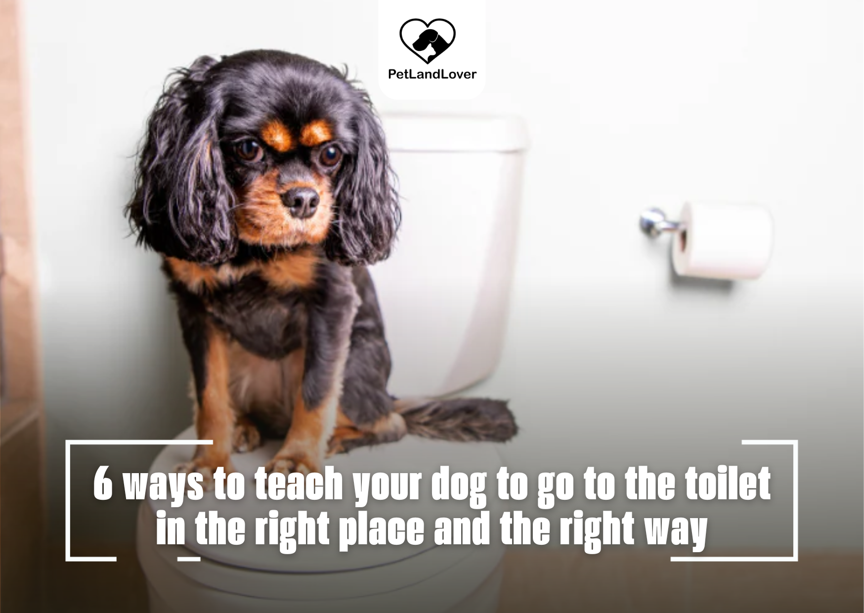 6 ways to teach your dog to go to the toilet in the right place and the right way