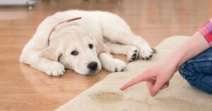 teach your dog to go to the toilet