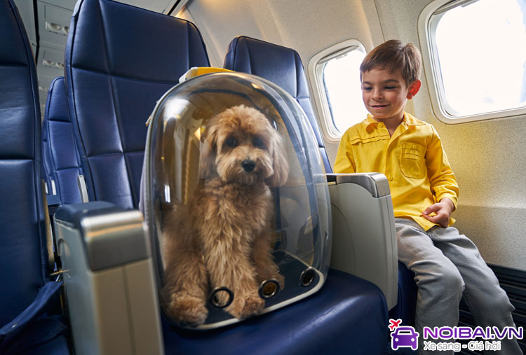 i can bring the pets on the plane