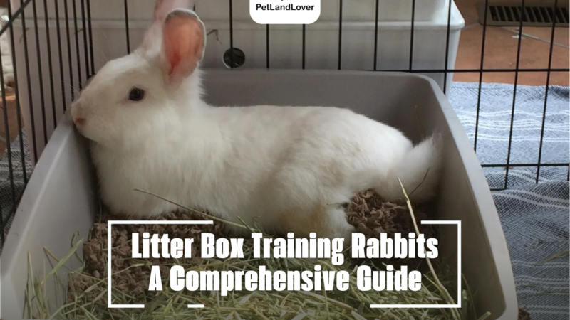 Litter Box Training Rabbits – A Comprehensive Guide