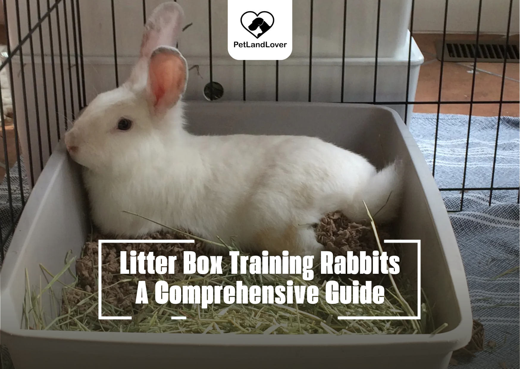 Litter Box Training Rabbits – A Comprehensive Guide