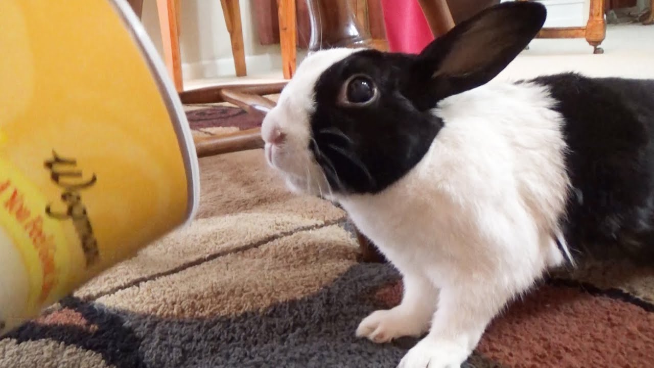 training-a-rabit-to-use-a-litter-tray