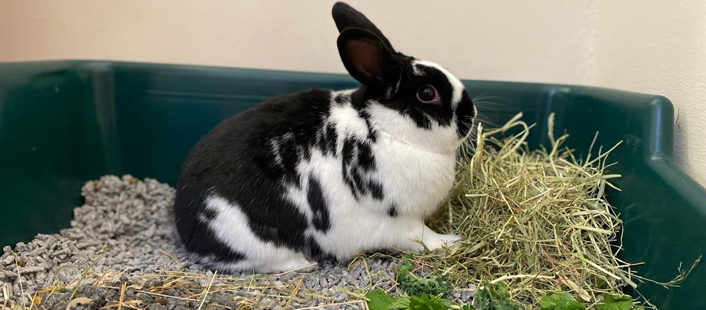 training-a-rabit-to-use-a-litter-tray