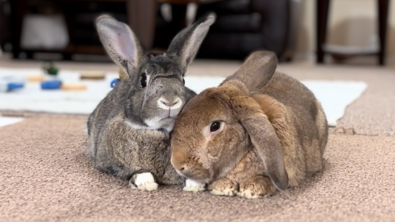 training-a-rabit-to-use-a-litter-tray