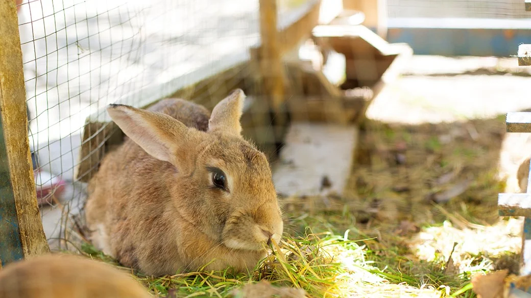 training-a-rabit-to-use-a-litter-tray