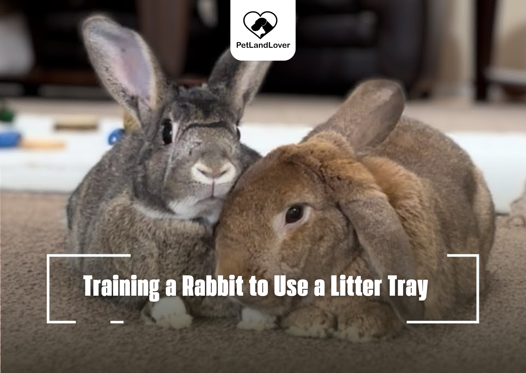 Training a Rabbit to Use a Litter Tray