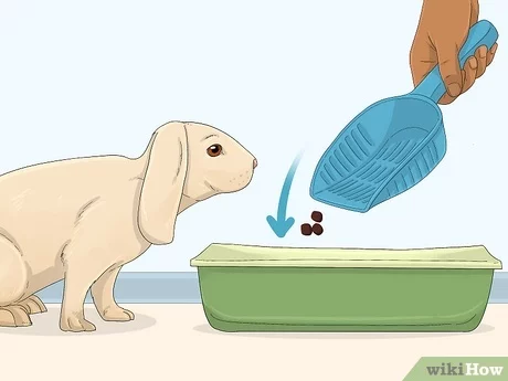 how to train a rabbit to use a litter tray