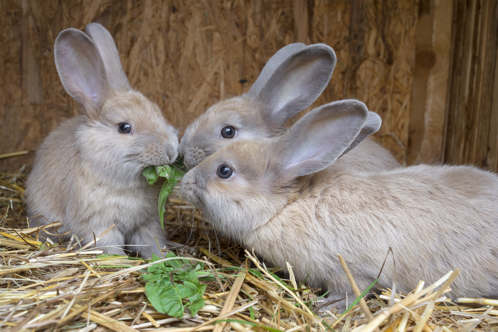 Litter Box Training Rabbits 