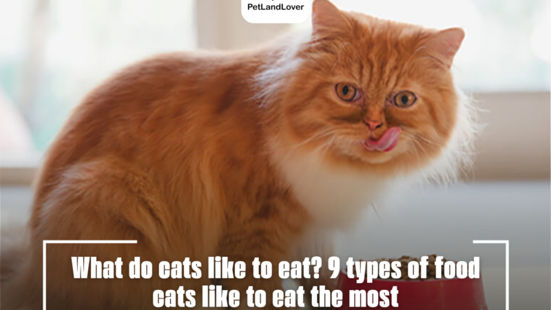 What do cats like to eat? 9 types of food cats like to eat the most