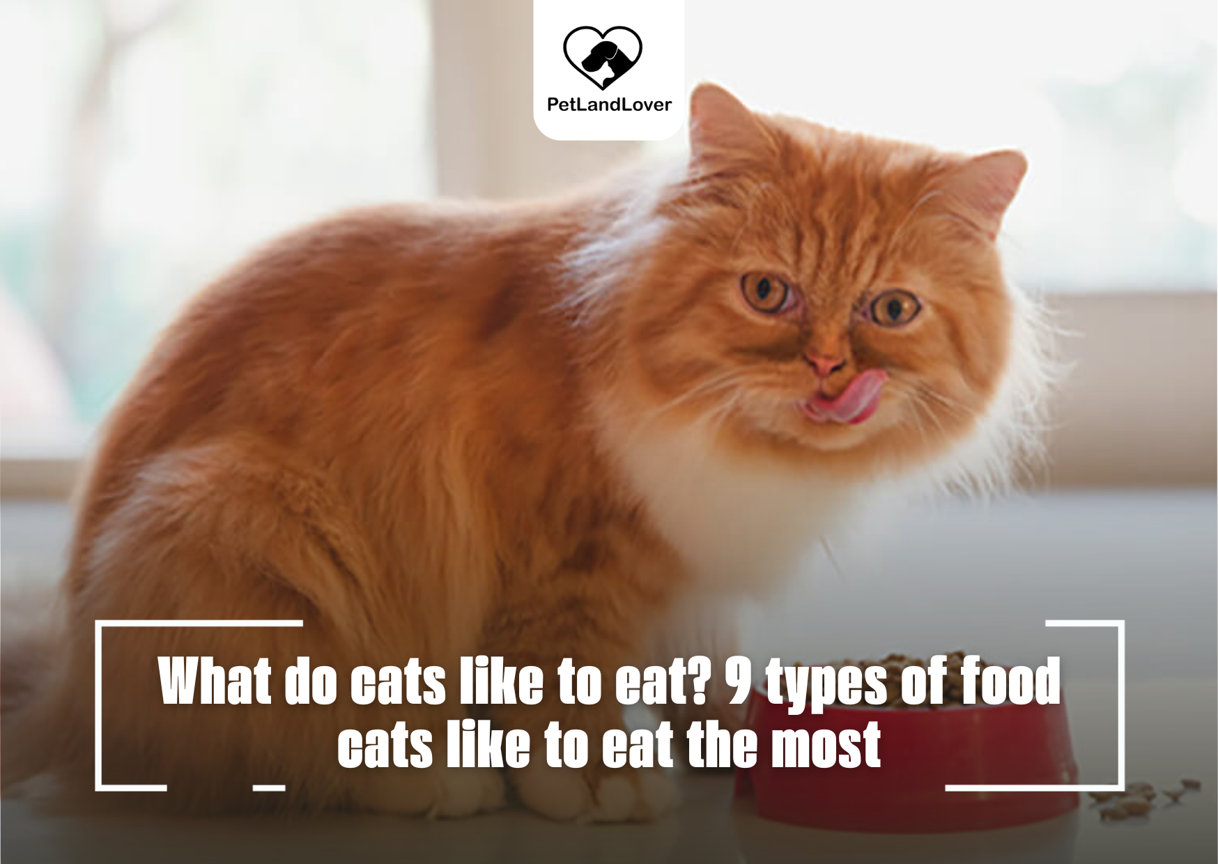 What do cats like to eat? 9 types of food cats like to eat the most