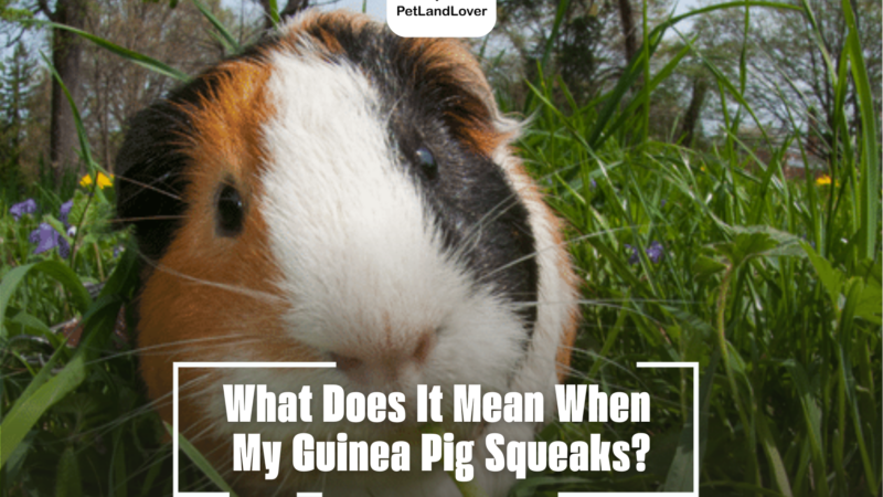 What Does It Mean When My Guinea Pig Squeaks?