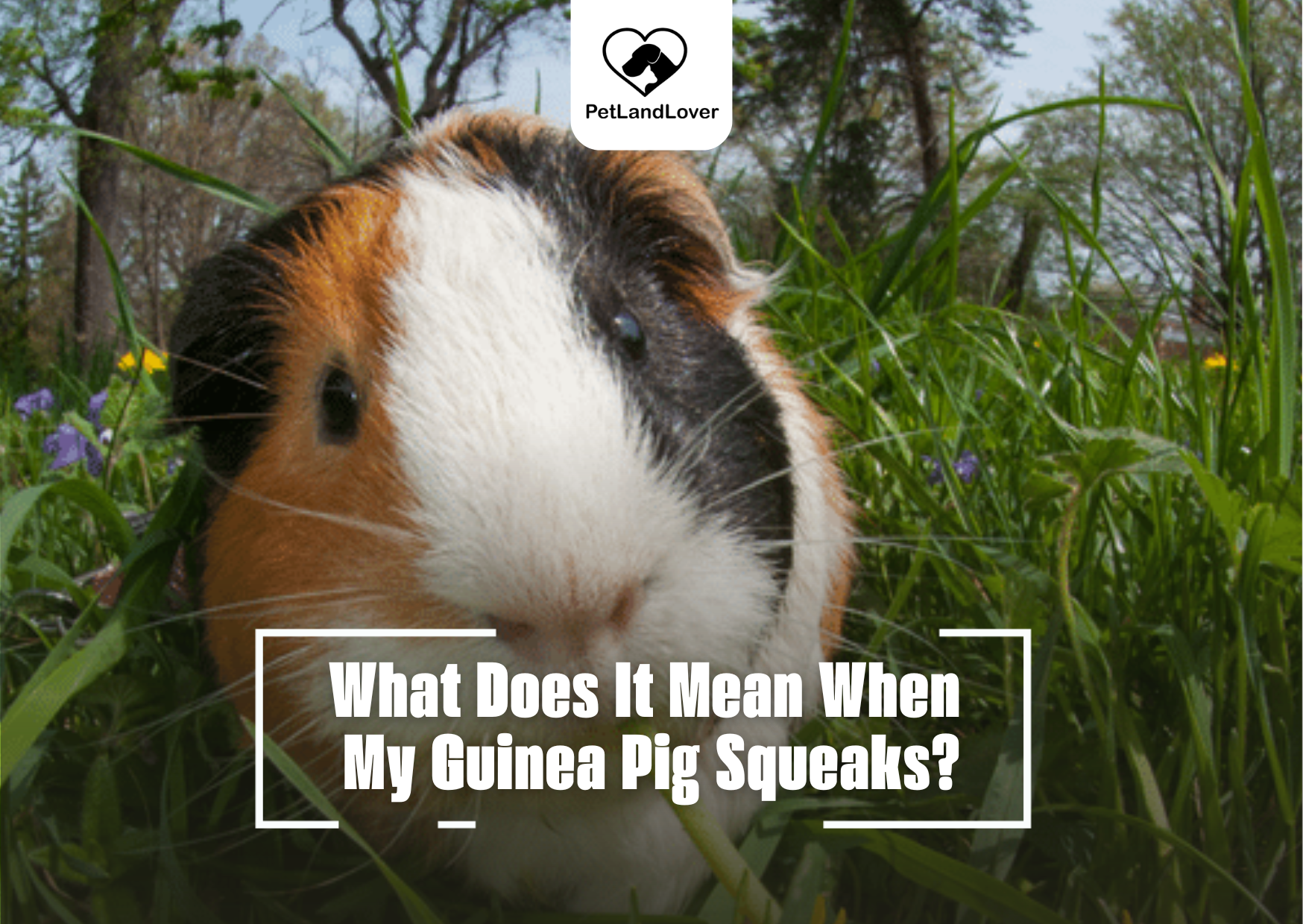 What Does It Mean When My Guinea Pig Squeaks?