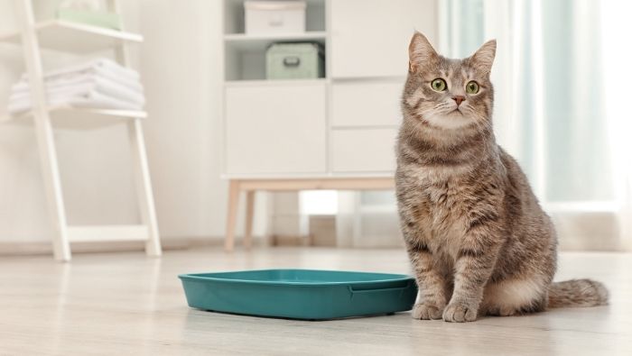 where to buy cheap kitty litter