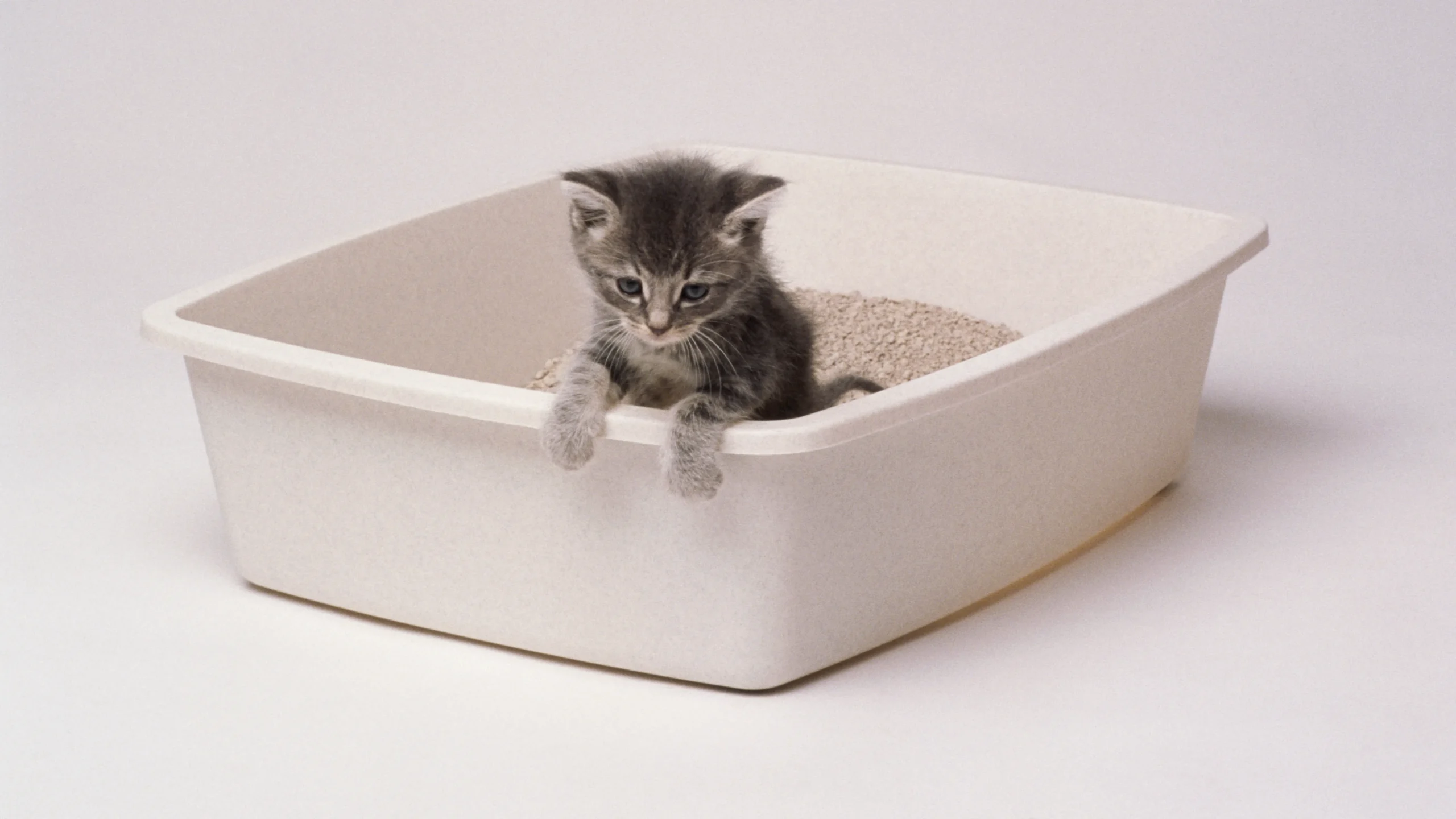 where to buy cheap kitty litter