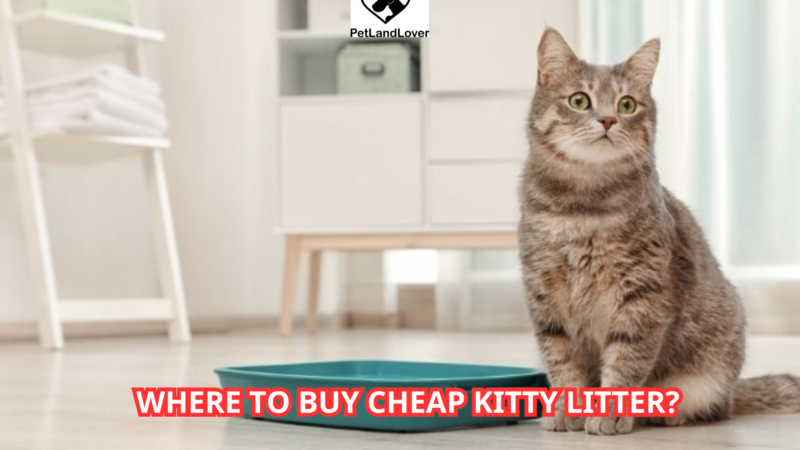 Where to Buy Cheap Kitty Litter?