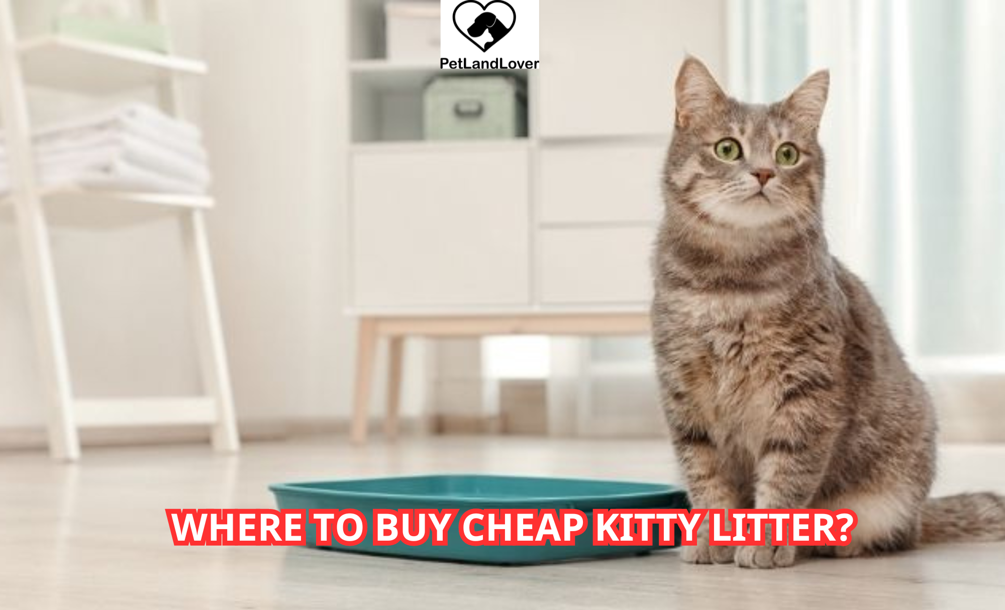 Where to Buy Cheap Kitty Litter?